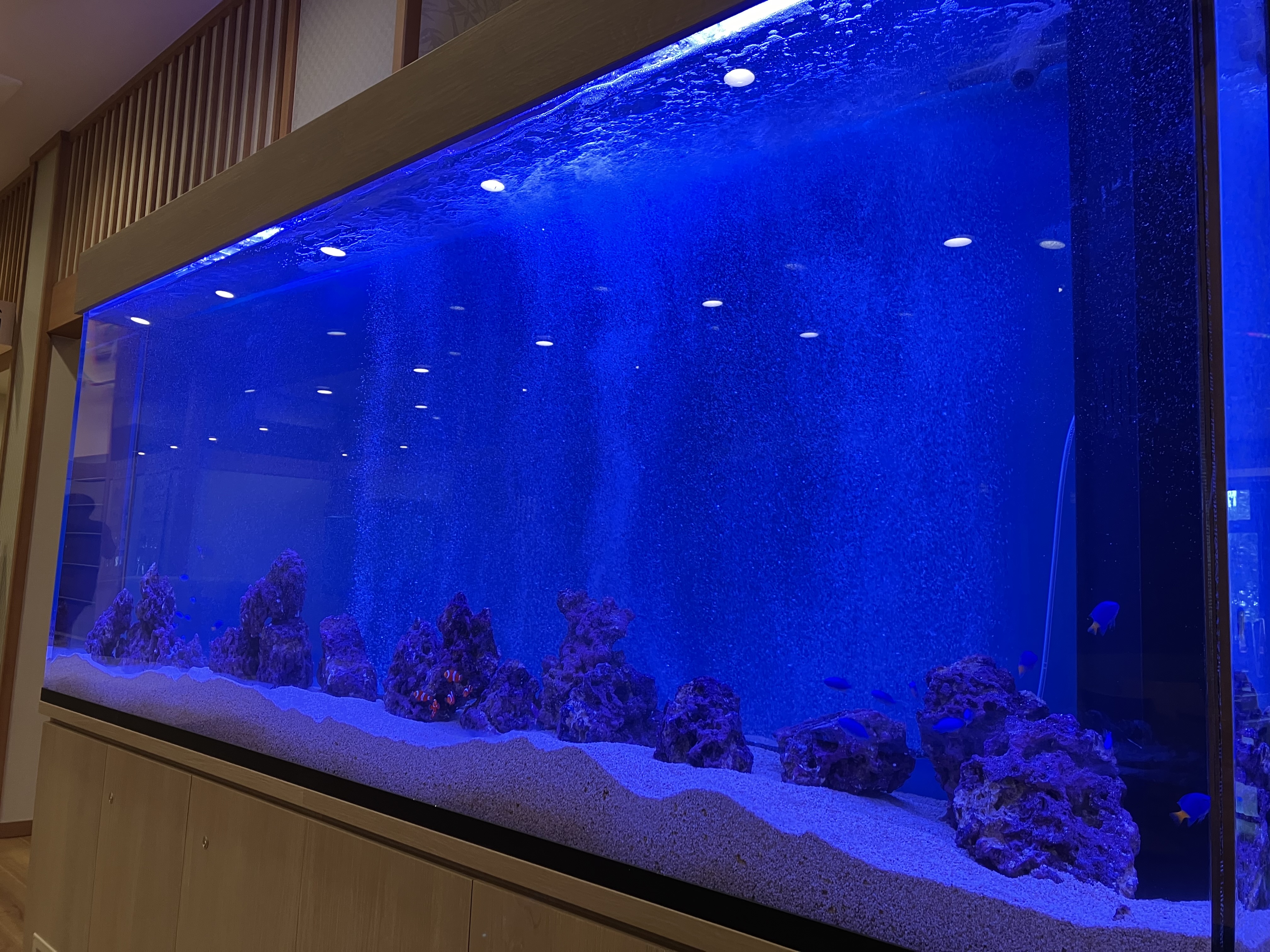 青く輝く大型水槽のクローズアップ