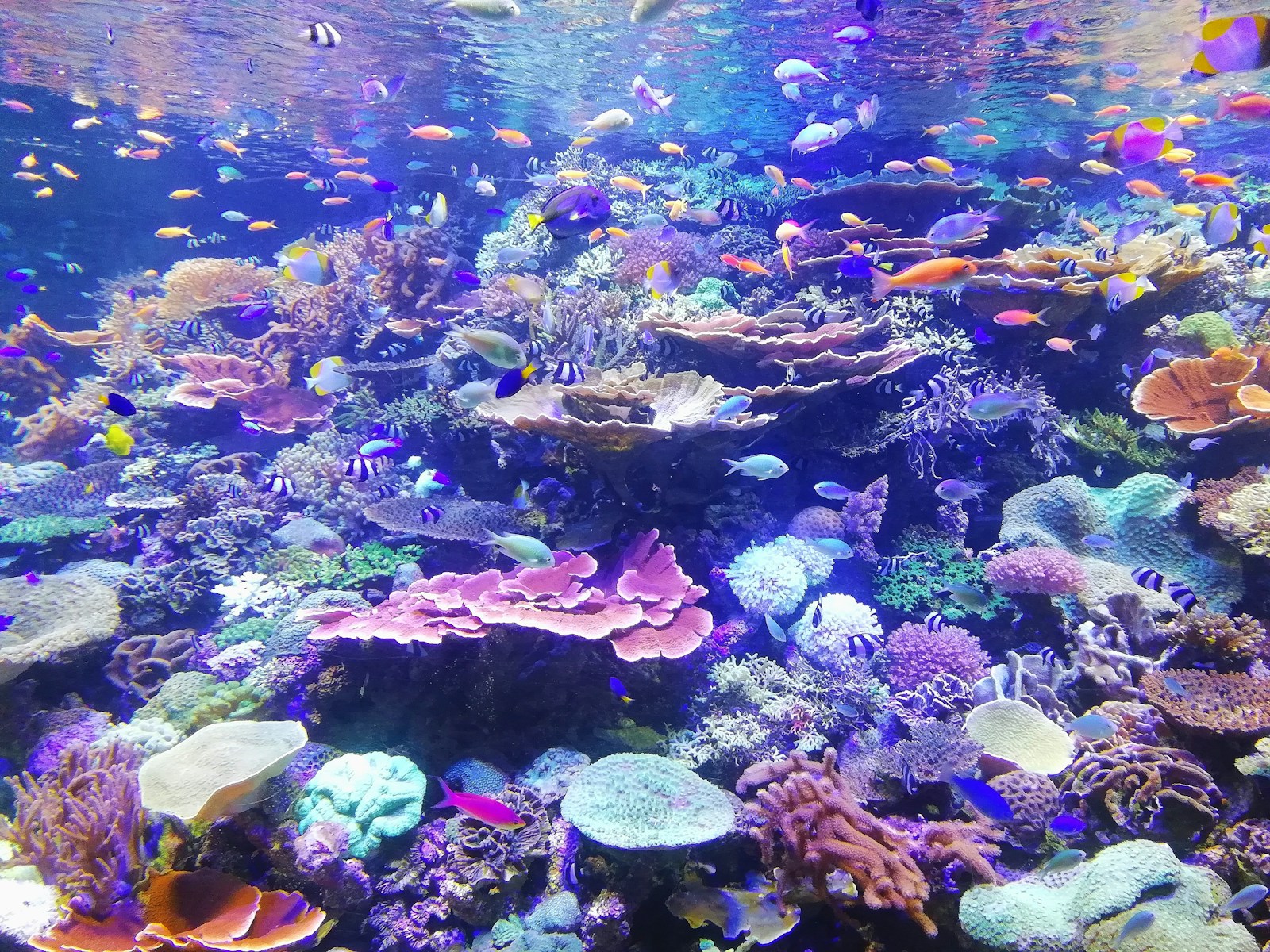 サンゴ礁を泳ぐ熱帯魚の群れ